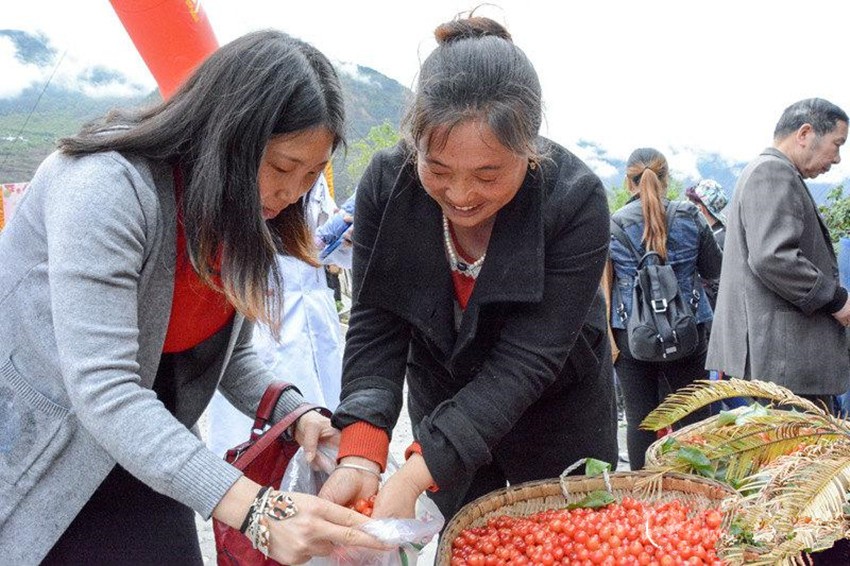 櫻桃紅了，老百姓笑了