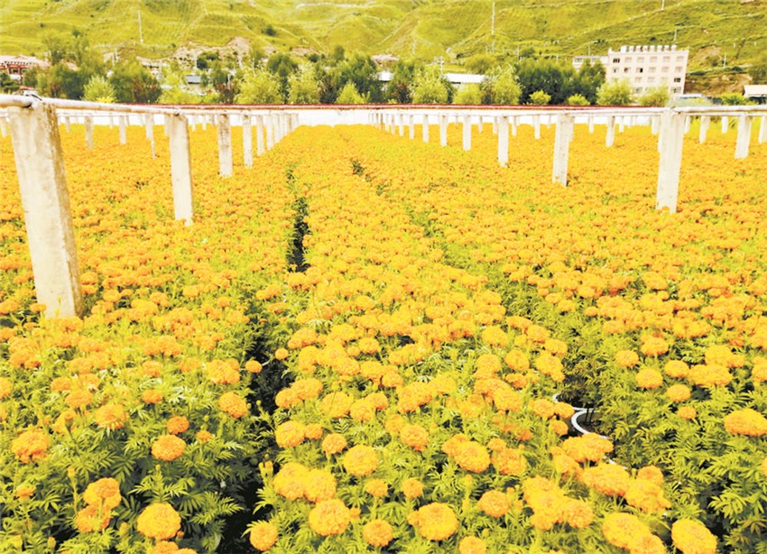 圖為萬壽菊.jpg 圖為萬壽菊.jpg